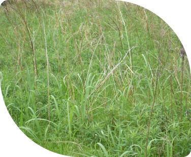 毎年夏が来るたびに憂鬱になる、草刈り・除草