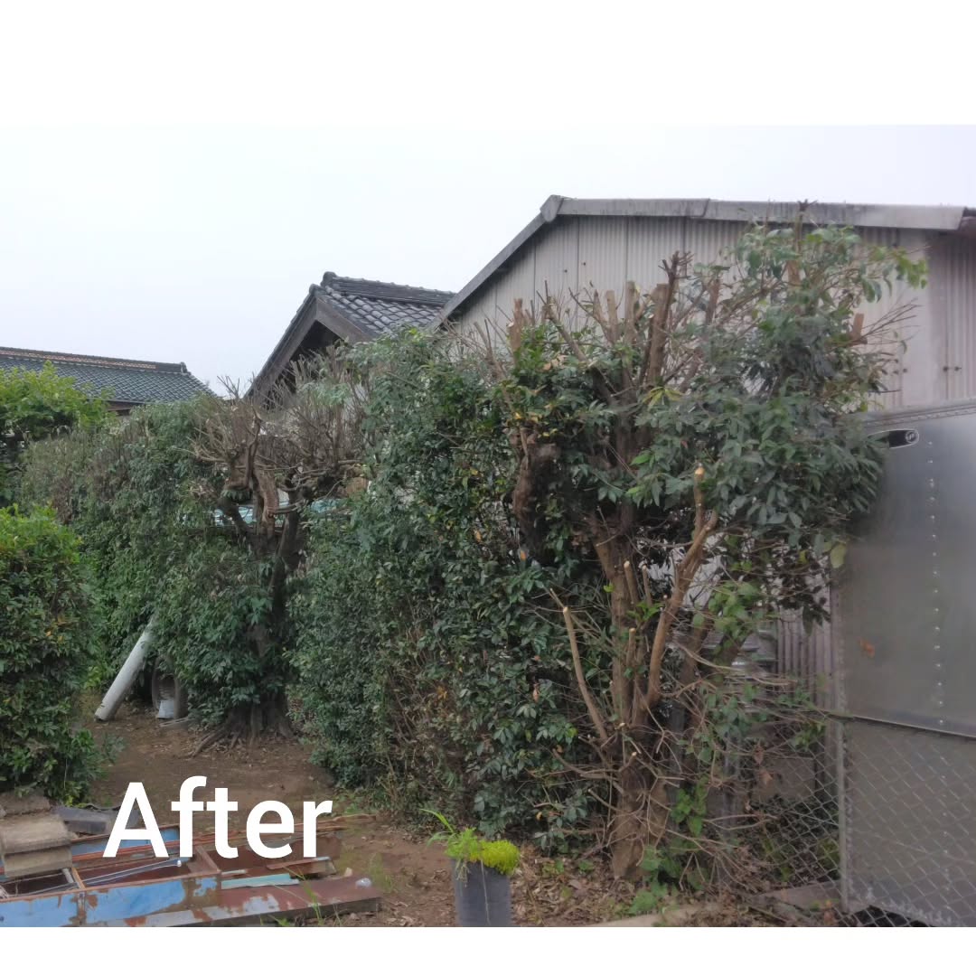 生垣の剪定は、植物が健康で美しく育つために欠かせない作業です