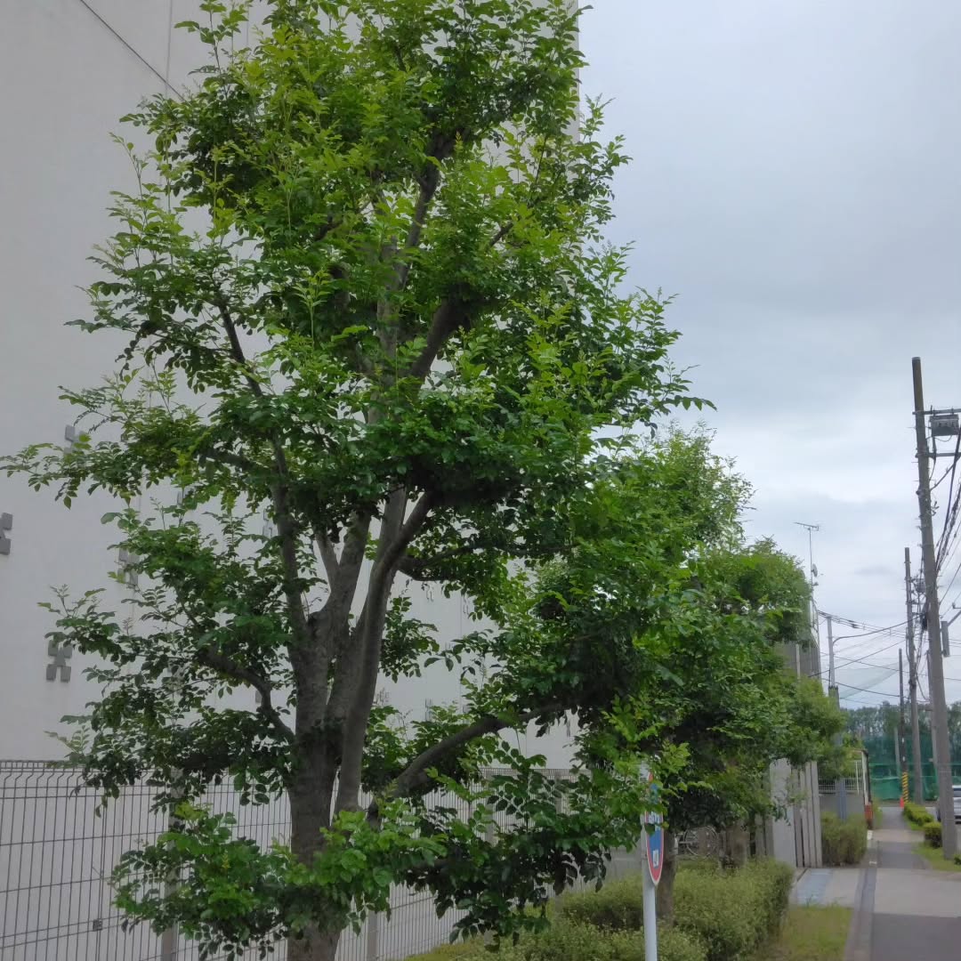 緑を整える季節がやってきました