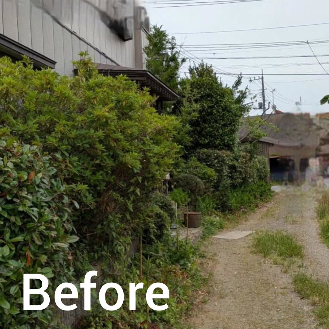 古い庭が新たに息を吹き返しました