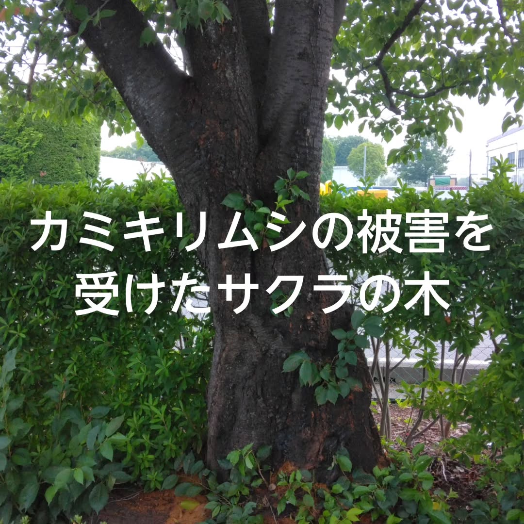 穴を開けるカミキリムシにご注意！ 大切なサクラの木を守るために害虫駆除を行いました