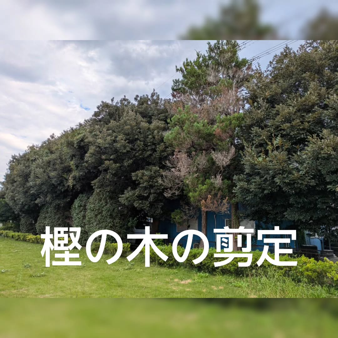 樫の木の剪定で風景が一新