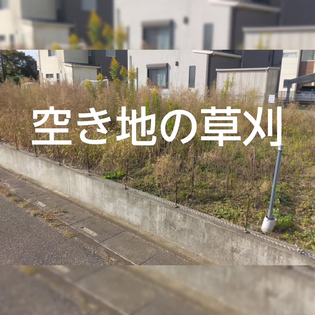 手入れが難しいと感じるほど成長した空き地の草
